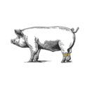 Grafik von einem Schwein, wo die Haxen eingezeichnet ist.