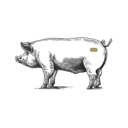 Grafik von einem Schwein, wo das Kachelfleisch eingezeichnet ist.