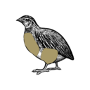 Grafik von einer Wachtel, wo die Brust und der Flügel eingezeichnet ist.