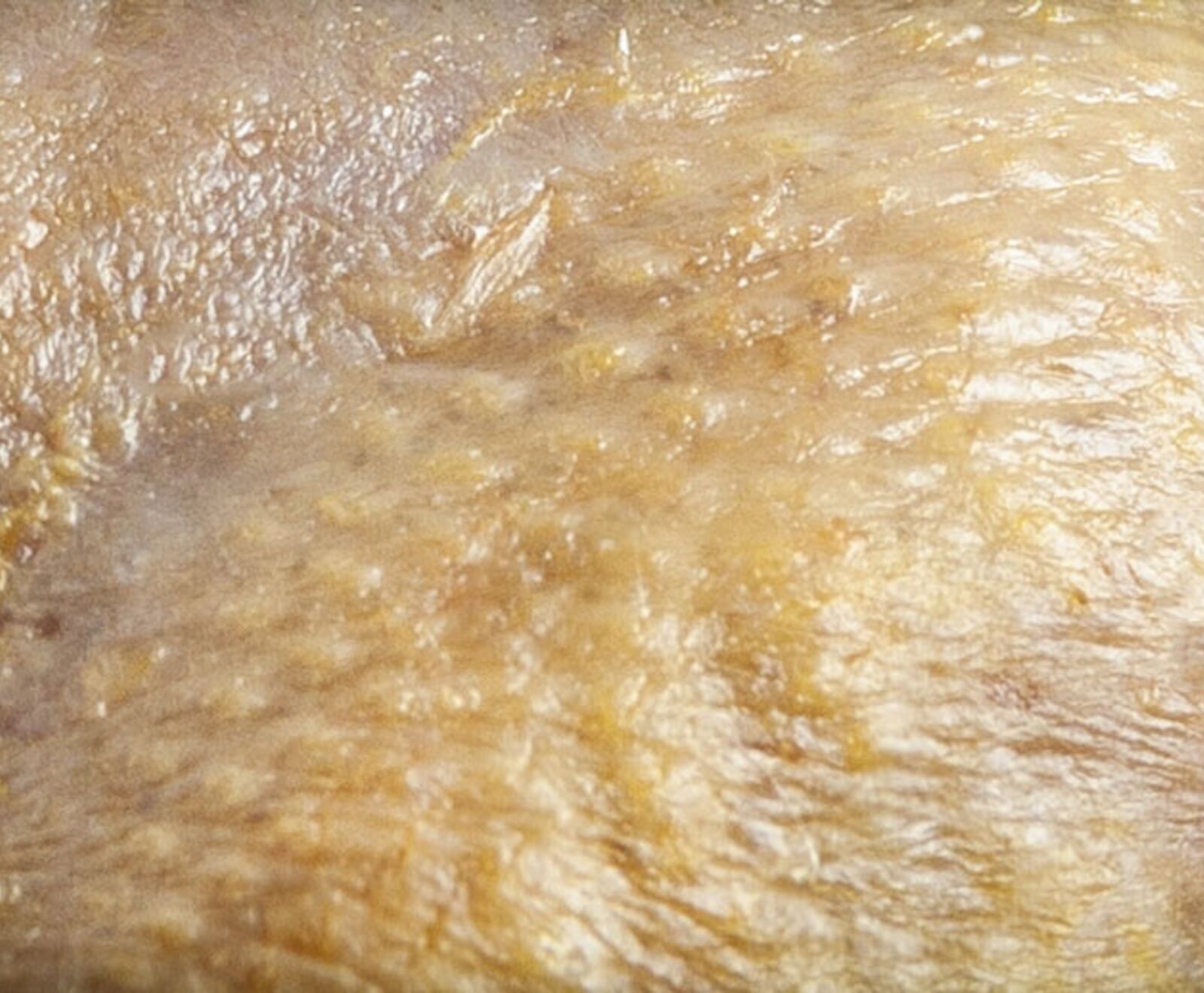 Französischer Wachtel Mix