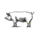 Grafik von einem Schwein, wo die Haxen eingezeichnet ist.