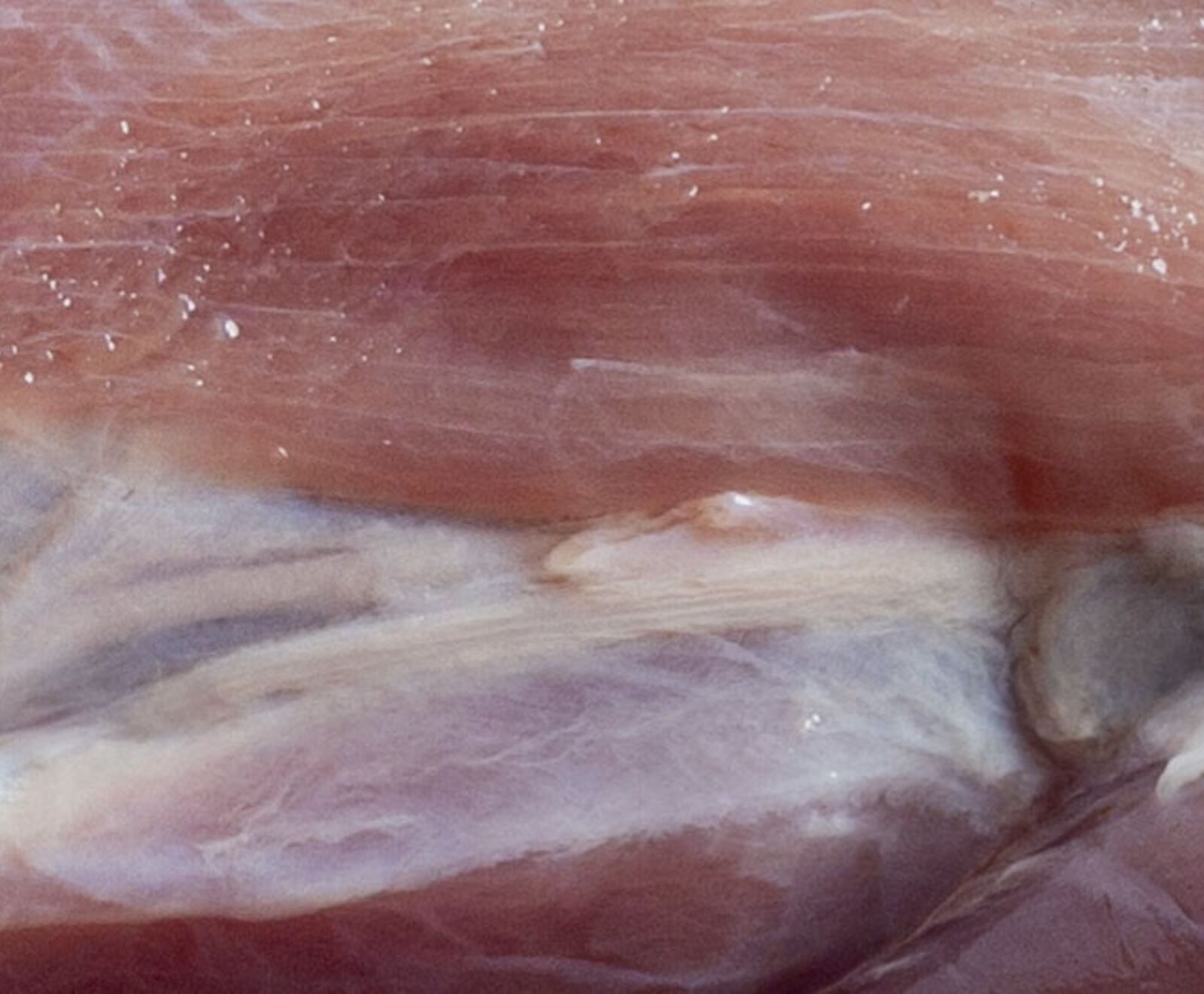 Deutsche Wildschweinkeule m. Knochen