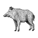 Grafik von einem Wildschwein