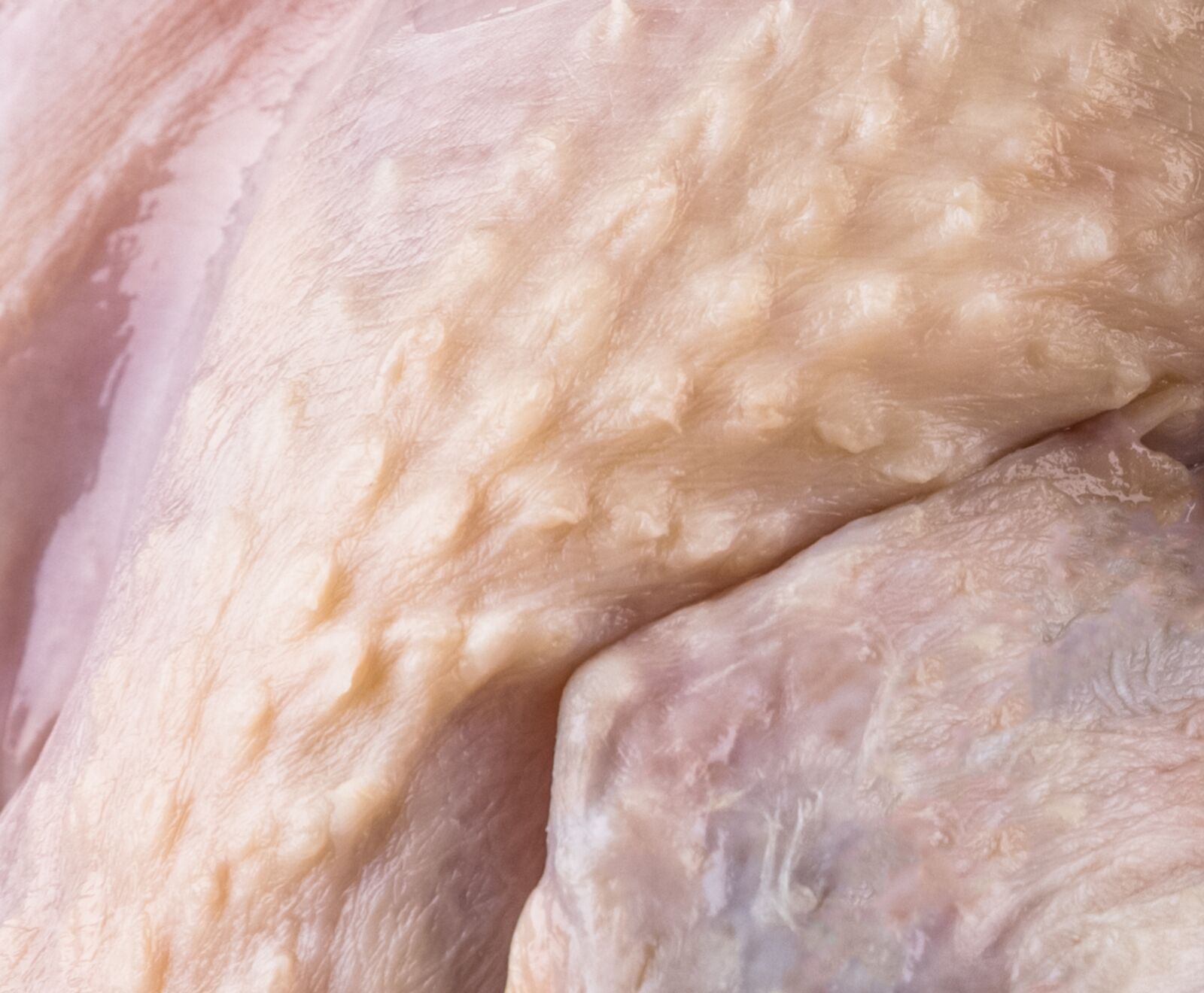 Französisches Schwarzfederhuhn 