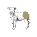 Grafik von einem Lamm, wo die Hüfte eingezeichnet ist.