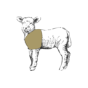 Grafik von einem Lamm, wo die Schulter eingezeichnet ist.