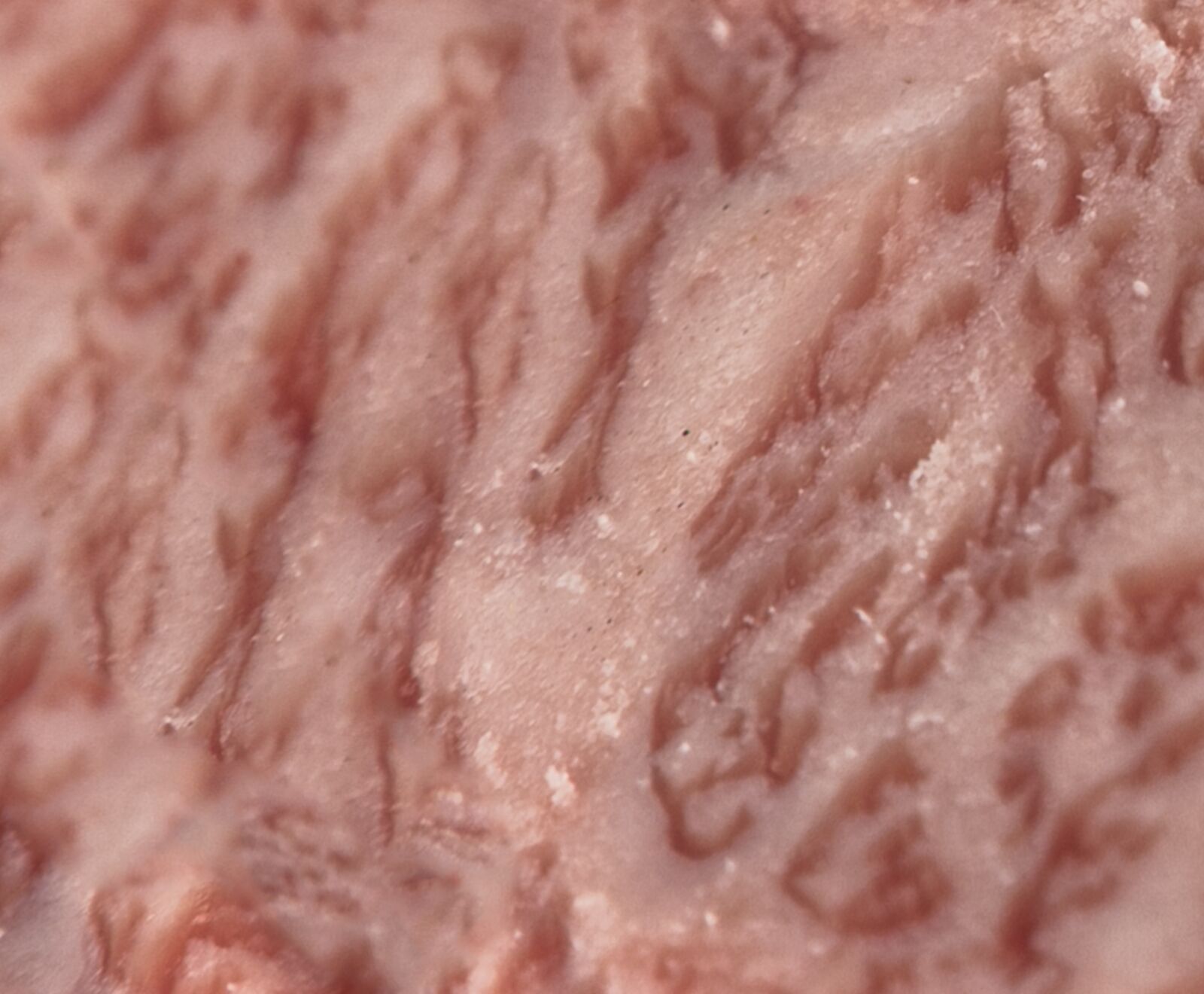 Japanisches Wagyu Niku Tori