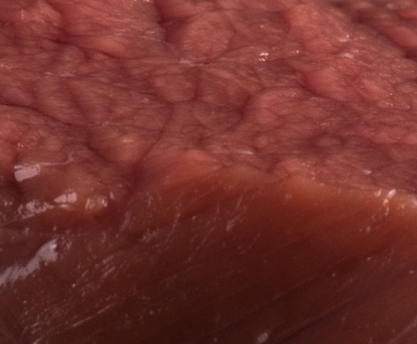 Büffel Filet Medaillon