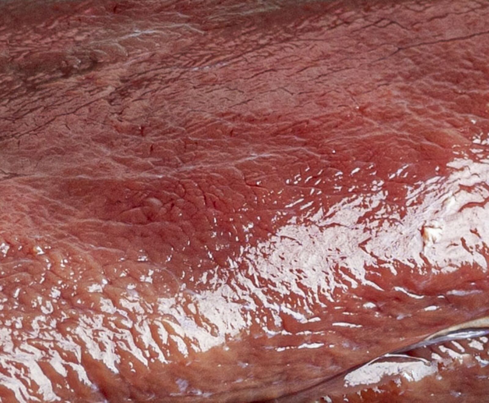 Deutscher Rehrücken o. Knochen